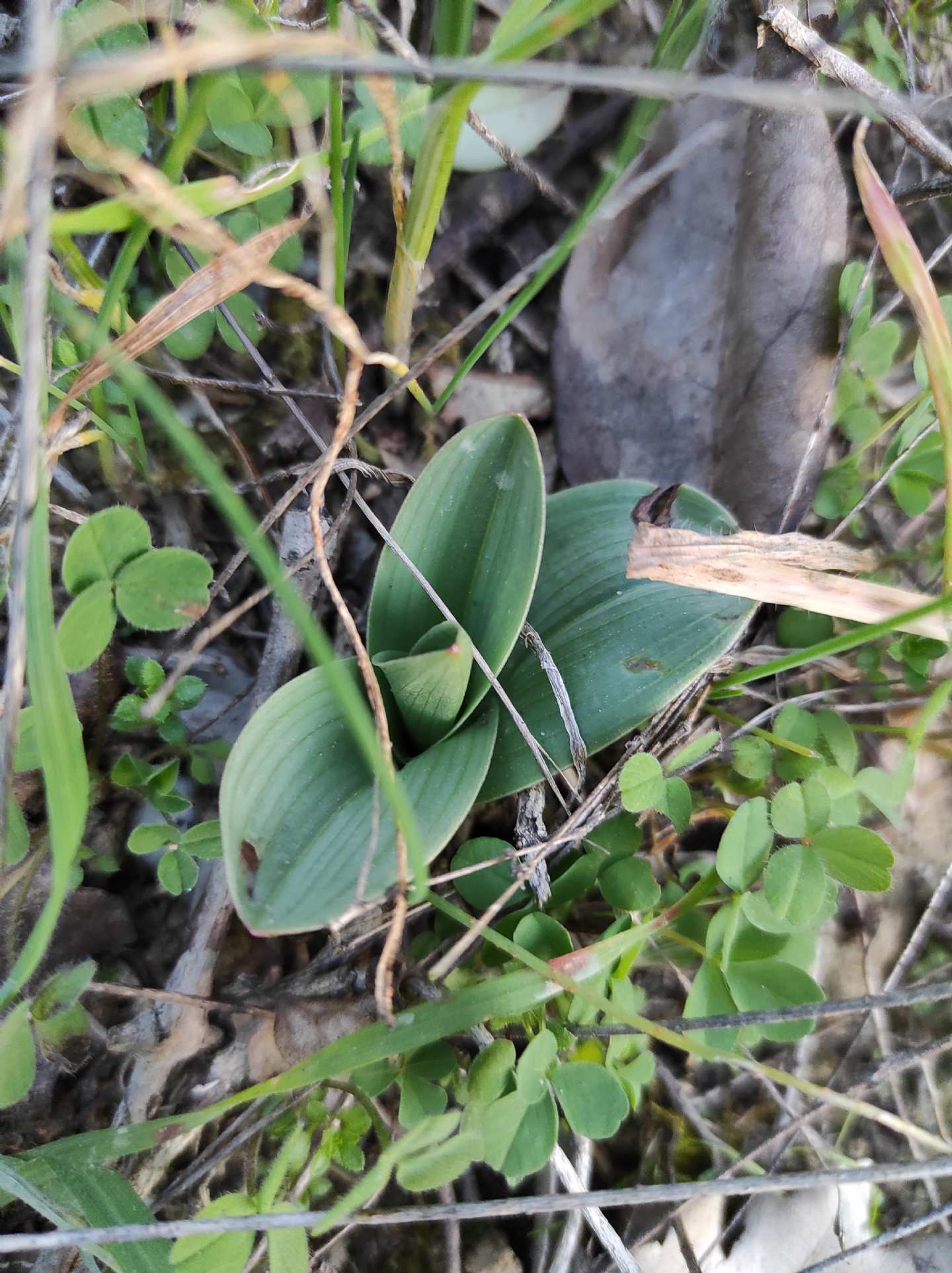 Identificazione rosette basali